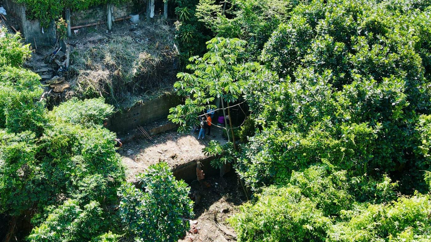 Plantio de 1,3 mil árvores já começa a mudar cenário em áreas vulneráveis do Monte Serrat, em Santos