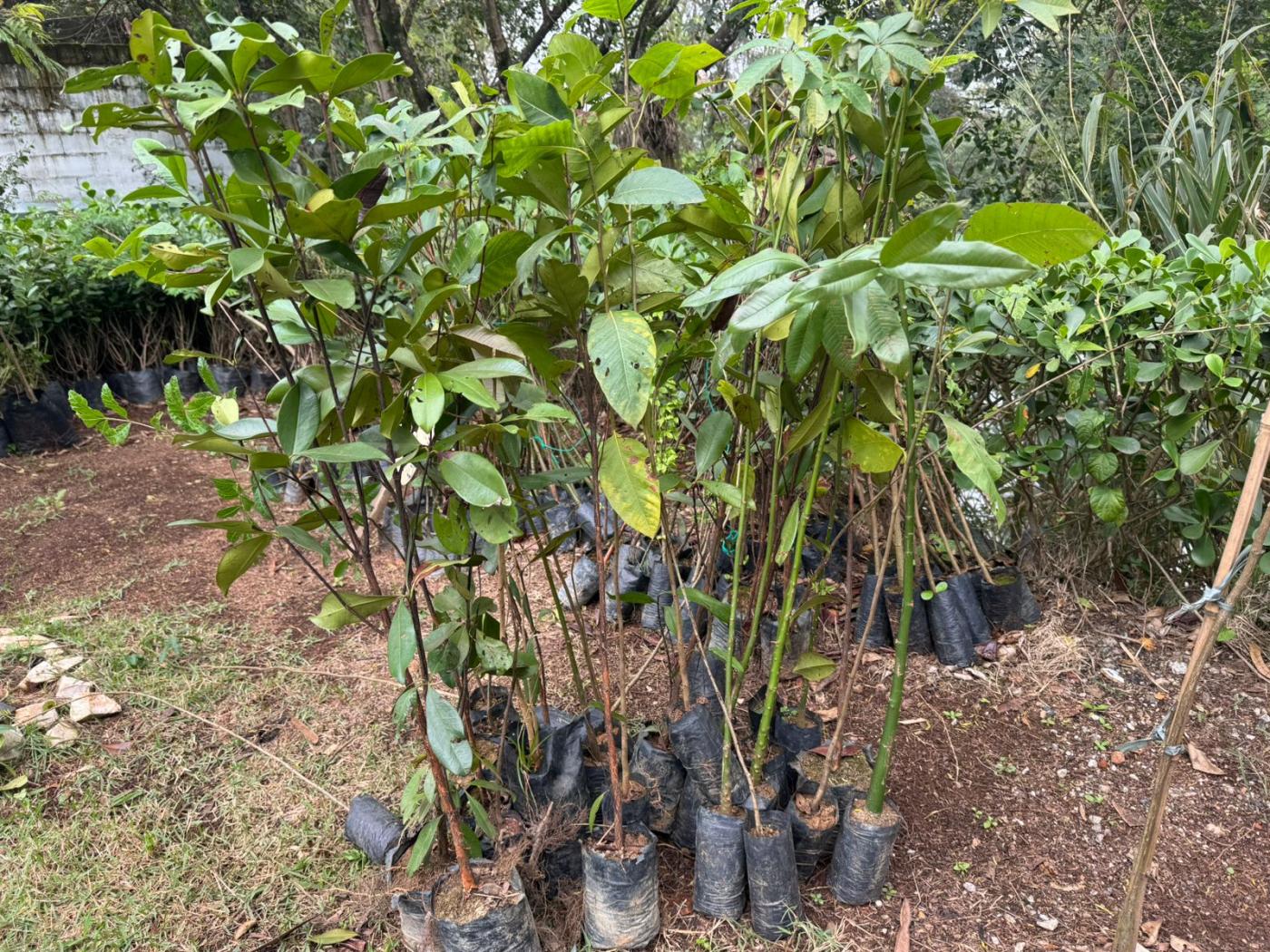 Ecofábrica em Santos recebe doação de mudas de árvores para plantar na Vila Gilda