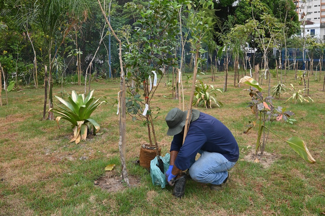 Santos Sustentável supera metas e agora permite que munícipes colaborem com a arborização